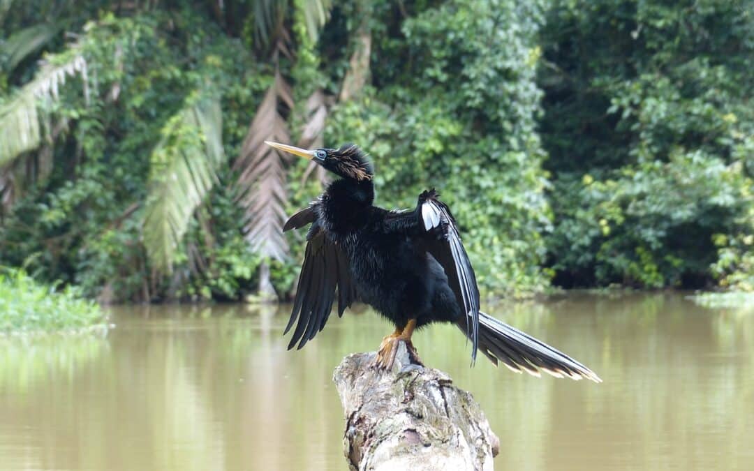 Discover the Best Tortuguero Canal Tours in Costa Rica