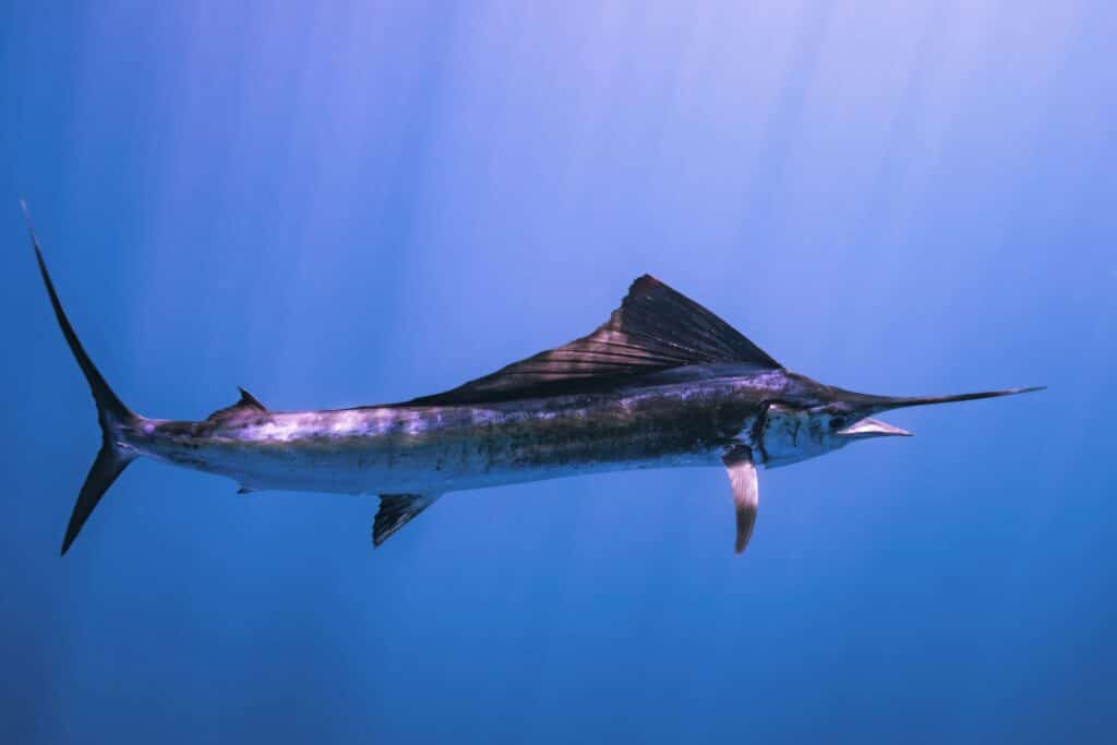 The Ultimate Guide To Sailfish Charters In Costa Rica