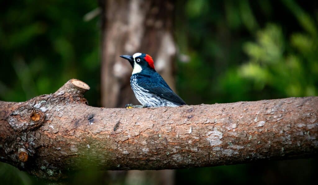 Top Birding Spots in Costa Rica
